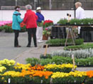 HGC Plant Sale